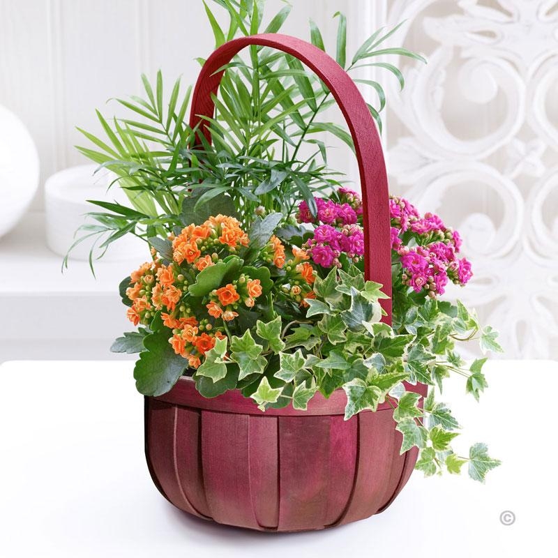 Florist Choice Planted Basket – buy online or call 0161 789 4914